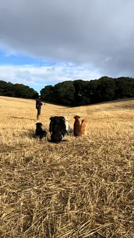 Baileys first go with the launcher #labradorretriever #blacklab #chocolatelab #foxredlab #yellowlab #blacklabsquad #training #teampureflax #gundogtrainer  #slingleygundogs #pickingupteam  #instavideo