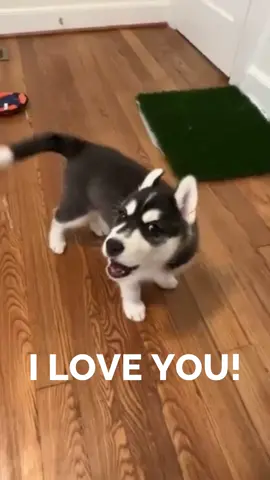 This husky puppy always said i love you ❤️ then vs now #huskypuppy #iloveyou 
