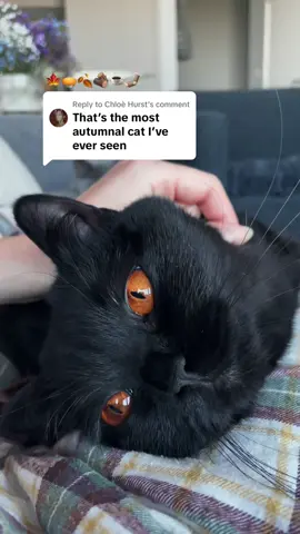 Replying to @Chloè Hurst I am an autumn 🍂🪵🥧🍁 #autumnal #halloweencat #blackcat 