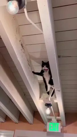 #cat #funny #fyp #foryou #catsoftiktok #funnycats #tiktok 