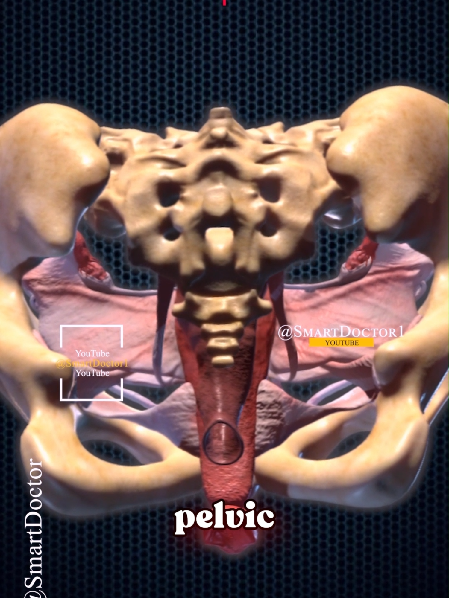 The female reproductive system like you've never seen it before. ♀️ . . . #uterus  #anatomy #human #female  #Cancer  #자궁소리 #자궁경부암 #गर्भावस्था #pregnancy #reproductive  #medicine #женщины #матка  #útero #grossesse #गर्भाशय #حمل #doctor #america #माहवारी #月経 #임신 #妊娠 #SmartDoctor1 #Smart #smart #Smart_Doctor #smartdoctor #america #USMLE #pregnancy #baby #anatomy #pregnant #medicina #doctor #america #임신 #妊娠 #gravidez #fetal #Childbirth #Newlife #طفل #infant #베이비 #ولادة #pregnancytips #fetal #embarazo #kehamilan #गर्भावस्था #grossesse #schwangerschaft #gravidanza #беременность #妊娠 #gestação #حمل #grávida