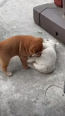 Kiếm chuyện là hay lắm  #cutedog #xuhuong #tiktok #chó #cúnconđángyêu 