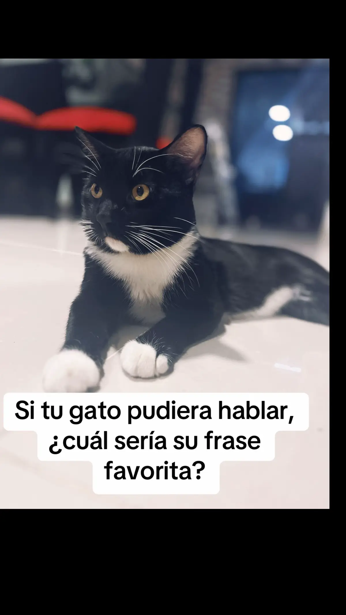 Si tu gato pudiera hablar, ¿cuál sería su frase favorita? La mia seria. No moleste señora, o Callese señora 🤣🤣 #michispatitasblancas #tuxedo #tuxedocat #tuxedocats #elesfelix #cat 