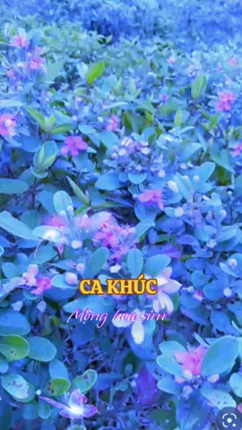 #hashtag Ca khúc 