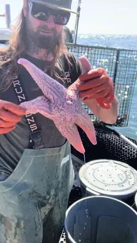 Was fun Catching Patrick Star, where is SpongeBob SquarePants? #patrickstar #spongebob #seastar #starfish #crab #rockhold #wolfeel #eel #seafood #friendliestcatch  