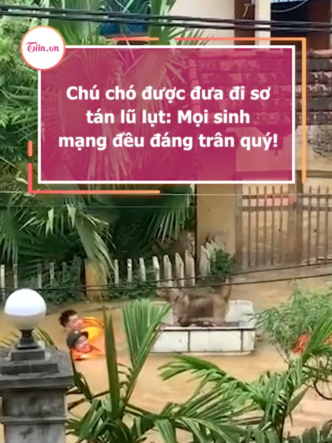 Chú chó được đưa đi sơ tán lũ lụt: Mọi sinh mạng đều đáng trân quý!!! #tiinnews