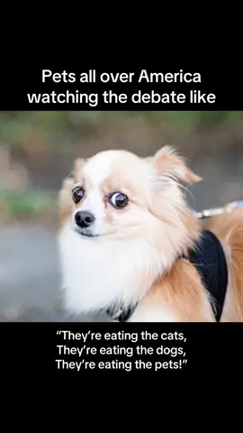 Presidential debate 🤣 #president #presidentialelection #presidentialdebate #debate #usa #kamala #trump #pets #PetsOfTikTok @Kamala HQ @Walter Masterson 