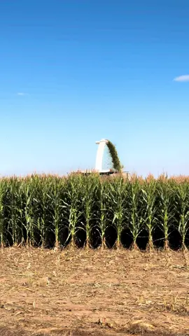 Yıkılsın Köprü 🌽 #enverçay #çaytarım #claasjaguar #agriculture #türkiye🇹🇷 #cornsilage #fyp 