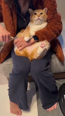 🤣🤣#funny #cat #fyp #catsoftiktok #fouryou #cats 