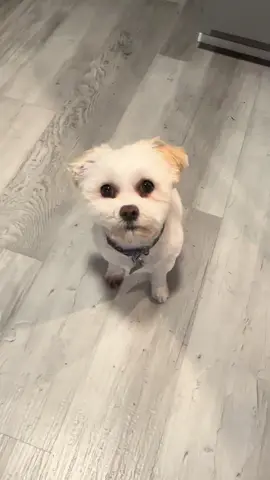 😂 #cutie #dogsoftiktok 