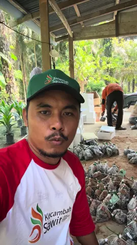 Yang mau ordee kecambah kelapa sawit unggul PPKS langsung order no ku di Bio