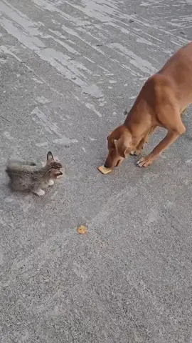 This little cat shows his courage on a dog.  #🐱💪🏻 #fyp #viral #cat 