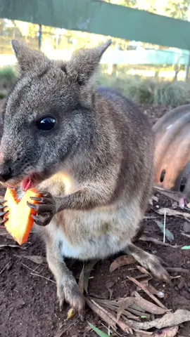 Cute mother Parma Wallaby eating some sweet potato with her long nose pottoroo mate ##aussie##conservation##wallaby#aussiewildlife#cute#cuteanimals##animalseating##asmr