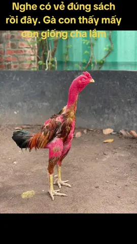 Ae đợi xem con của nó thể hiện với cặp chân to như gà đông tảo nhé.