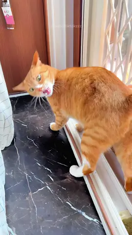The end 🤣 episode 380 #funnyvideos #funnyanimals #funnypet #funnycat #animals #cat #fyp #foryou #🤣🤣🤣 #😂 