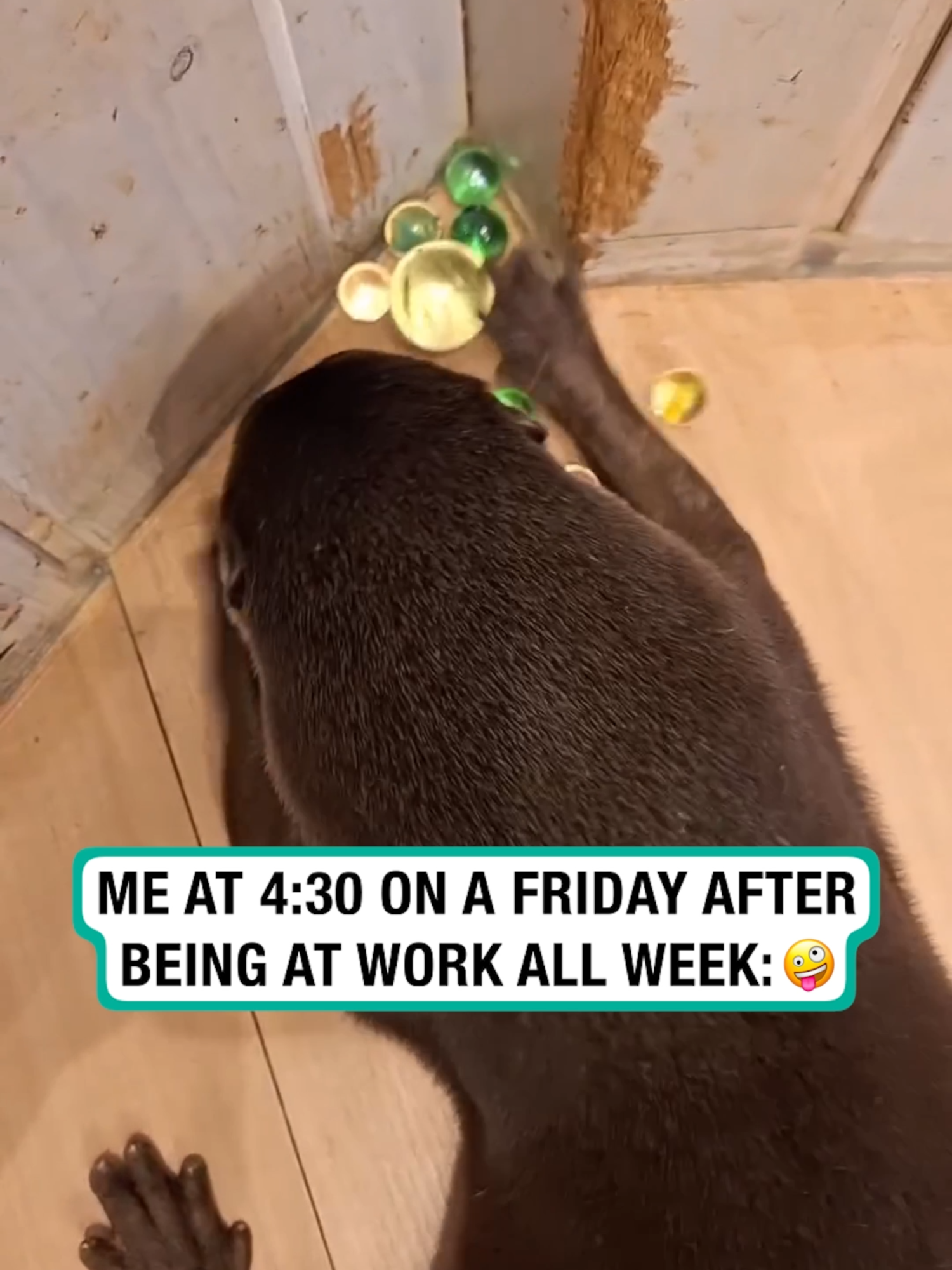 I'm going crazy by the end of the week 😂 🤪 🎥: Instagram/kaname.rinko #furrytails #otter #otters #marbles #work #crazy