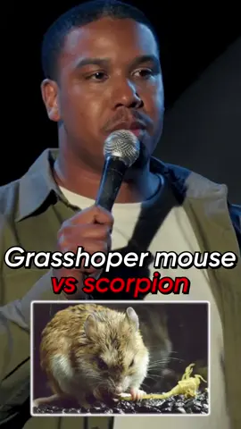 Animals like the publicity. What is your favorite animal?  #grasshoppermouse #comedy #animals 