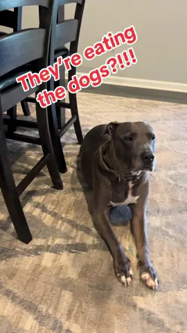 Tired of insane lies? Vote @Kamala HQ. #kamalaharris #foryoupage #dog #kamala #foryou 