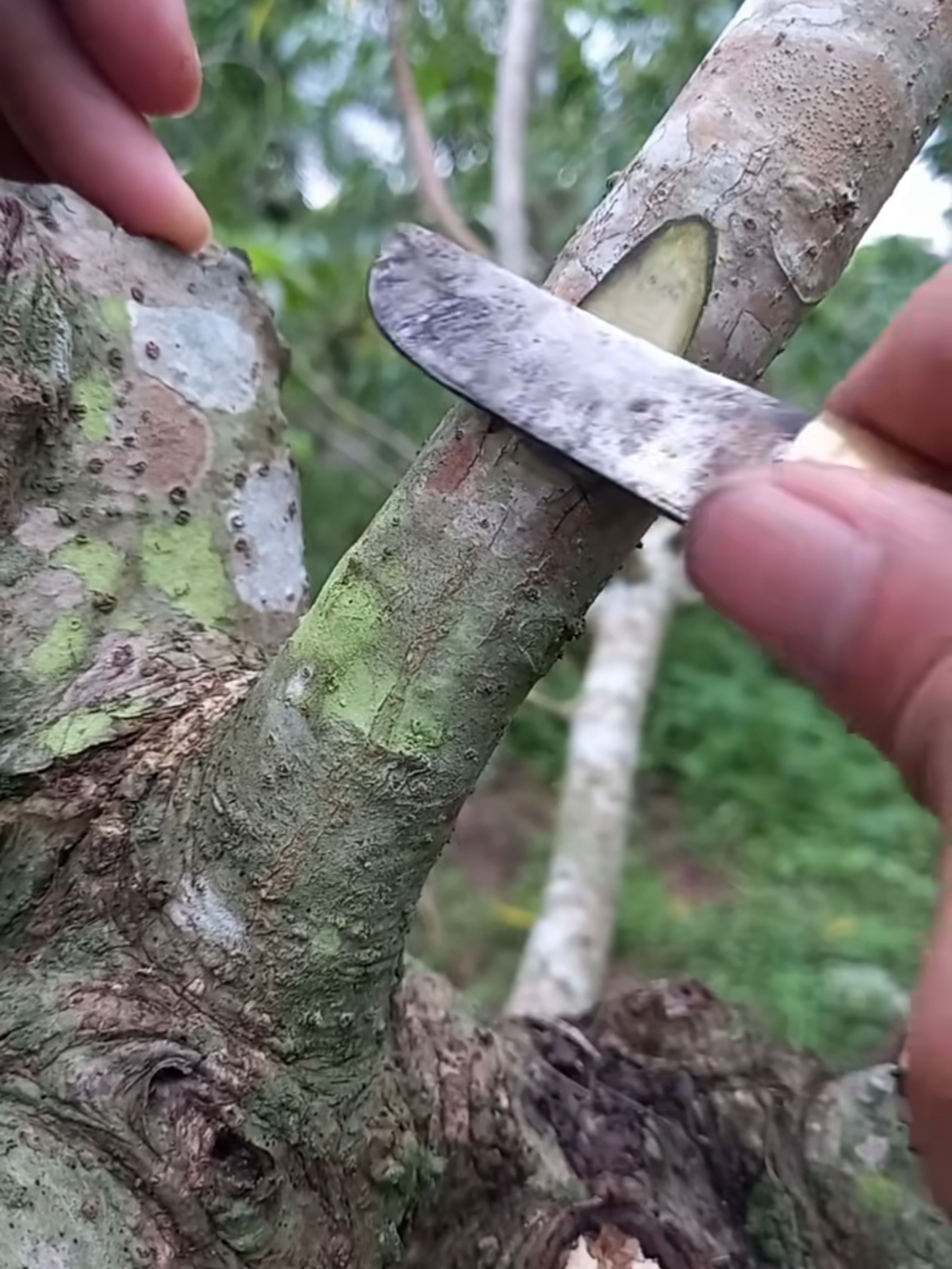 Tree grafting