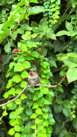 Singing practice w/ a young male Anna’s Hummingbird 🎶✨ #hummingbirds #nature #annashummingbird  . Share this video with friends and family to spread the joy of hummingbirds ✨ . . © All rights reserved.  Don’t use without permission.  . . . #birds #naturelover #Outdoors #birdwatching #gardenbirds #featherperfection #instabirds #wildlife #hummingbirdfeeder #backyardbirds #birdsinflight #hummingbird  #hummingbirdsoftiktok #asmr #foryou #vibes #WeekendVibes #viral #fyp #foryoupage #reels #birdreels #naturereels #reels__tiktok #viralvideo 