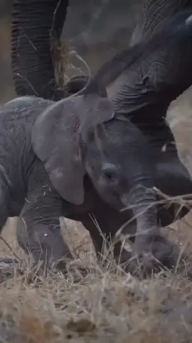 These first wobbly steps of a baby elephant are truly adorable to watch as his mother cares for and protects him 🐘.