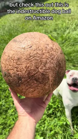 Can This Indestructible Dog Ball Handle Aggressive Chewers? 🐶💪 2 Years of Heavy Use & Still Going Strong! 💥 Does Your Big Dog Destroy Every Toy? 🤔 #IndestructibleDogToy   #BigDogLife   #AggressiveChewer   #BestDogToy   #DogDadVibes   #AmazonFinds   #BulldogLove   #PetToyTest   #DogToyDurability