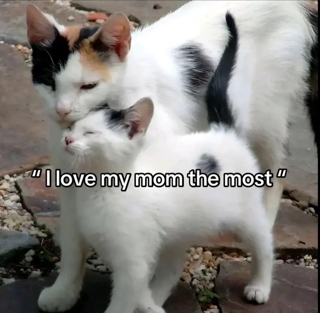 you can see the pain in the kitties eyes💔🕊#cats #kitty #kitten #rip #restinpeace #cute #pain #sendlove #poorcat #fyp 