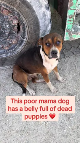 💔The most repeated comment I get is “save them” “dont leave them” “help them” I literally can’t do anything without support. PLEASE donate to help save her life and to coninute our mission. If you don’t feel comfortable donating to the Go Fund Me, you can call pet express animal Hospital in Davie, Florida, and donate like that. 🙏 