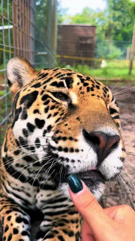 Tank kisses 🥰 #NOTpets #jaguar #jag #tank #teamtank #bigcat #bigcats #cat #cats #boop #boopboopboop #boopthesnoot #animal #animals #fl #florida #fyp 