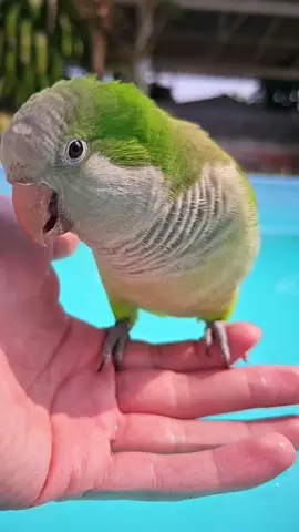 #Nature #birds #slowmotion #bathtime 