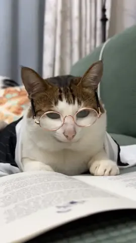 Professor Bao #cat #catsoftiktok #cats #fyp #kucing #pet  #kittensoftiktok 