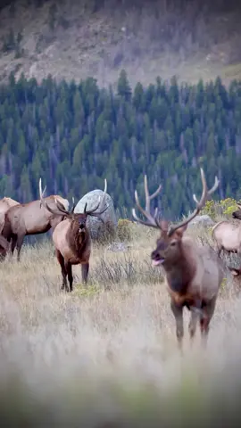 Kickstand bull elk chasing off a satellite bull. #wildlifevideo #elk #september #wildlifephotography #antlers #bullelk #rmnp #rockymountainnationalpark 