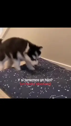esos perros 😮‍💨🫶🏻 #fyp #parati #husky #textorojo 