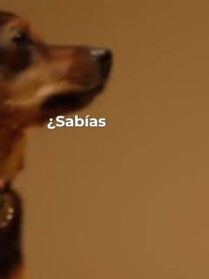Una alimentación Barf cambia la vida de tu mascota- 20% DESCUENTO EN TU PRIMER PEDIDO