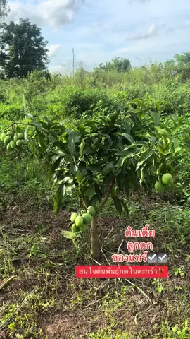 มะม่วงเบาต้นเตี้ยมาก ติดลูกไว ใครสนใจกดที่ตะกร้าค่ะ #มะม่วงเบา #ต้นมะม่วง #มะม่วงเบาดองเกลือชาววังเจ้าดังในtiktok 