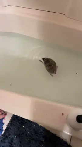 Prickle doing a swim.#hedgehog #hedgehogoftiktok #hedgehoglife