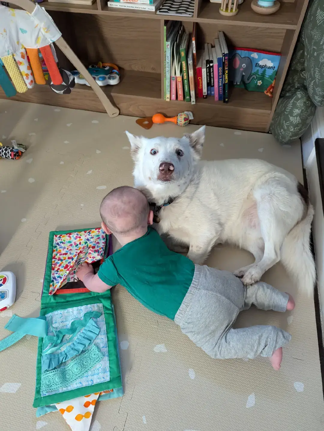 Mordecai is the best big brother. Maya, on the other hand.... #DogsAndBabies #CatsAndBabies #Cute 