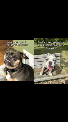 #duet with @Frank The Tank #dogs #greenscreen #dogs #dog #doglovers #dogsoftiktok #bulldogsoftiktok #funnydogs 