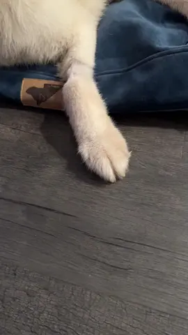 Loki isnt having it.