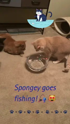 #Canva #fyp #tiktok #foryoupage #viralvideo #trending #Love #cute #catsoftiktok #catsdoingthings #funnycat #catvideo #petvideos #catcomedy #catvibes #catlovers #gato #foryou #funnyvideos #funnycats #funnycatsoftiktok #cat #cats #pet #mycatisweird #popularcattiktoks 
