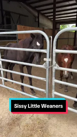 Sissy little weaners🐴 #weanling #babyhorses #foalsof2024 #foalsoftiktok 