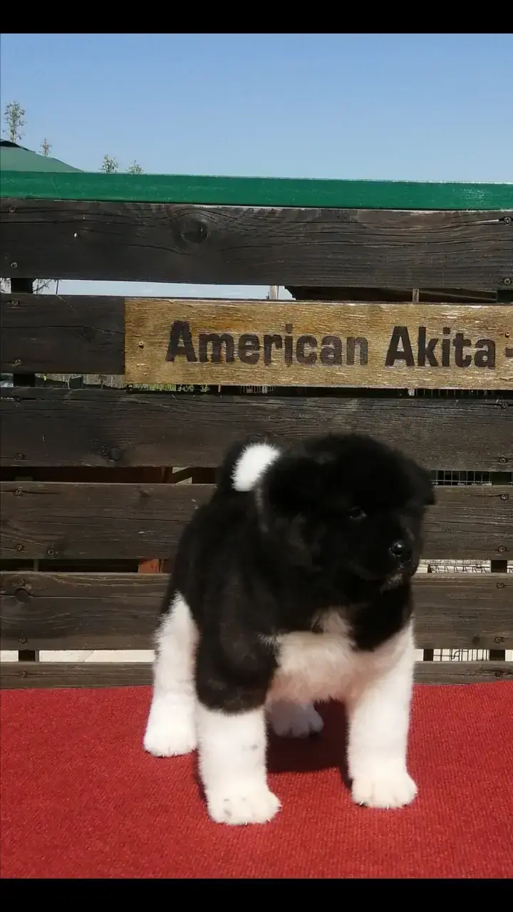 Dior Cani Da lavoro #American Akita  #kennel🇬🇷🇬🇷🇬🇷🇬🇷🇬🇷🇬🇷🇬🇷