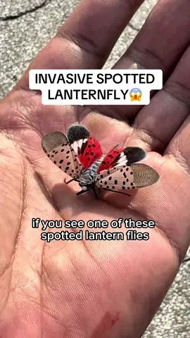 👀 This May Save Your Life‼️😱😂🎣 #Bini #fishingwithbini #fishing #Bluegillians #lanternfly #fyp #shorts 