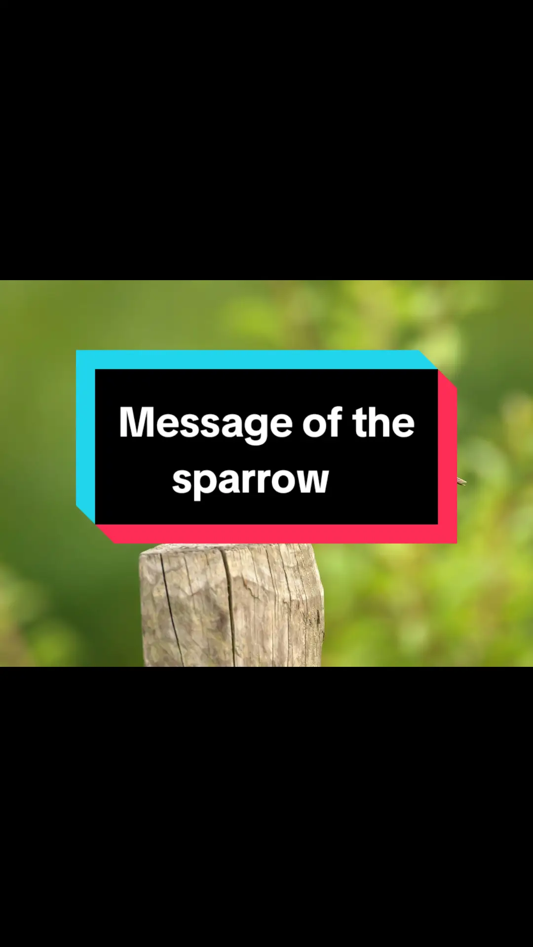 #sparrow #spiritualtiktok #liftingandgifting #awakened #messages #signs #spiritanimal #lizeeloo2 