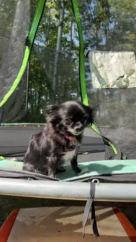Trampoline Puddin 😂❤️