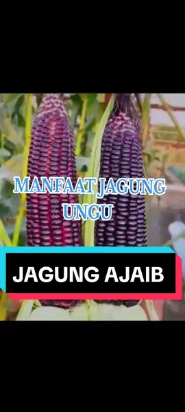 Beribu Manfaat dari jagung ungu yg perlu kalian ketahui  yg butuh jagung ungu bisa tulis di kolom komentar  #jagungrebus #jagungungu #jualanonline 