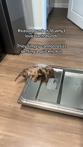 So good and tasty 😋#minidachshund #dachshund #miniaturedachshund #relatable #longhaireddachshund #sausagedog #weenie #dappledachshund #dachshundsoftiktok #longhairedminidachshund #weenidog 
