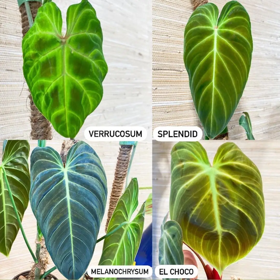 Top left: Philodendron verrucosum Top right: Philodendron splendid Bottom left: Philodendron melanochrysum Bottom right: Philodendron el choco red  Just a collage of these beautiful velvety leaves for your fine Thursday 🌱 All my velvets like humidity and something to climb onto 🪴 #philodendronverrucosum #philodendronsplendid #philodendronmelanochrysum #philodendronelchocored #velvetleaves #discovertheplantcommunity #myplantlovinghome #plantstyling #plantgoals #house_plant_community #myplantaesthetic #urbanjunglebloggers #indoorplantsdecor #myplantlovinghome #plantmama #plantparenthood #plantshelfie #plantsmakepeoplehappy #plantgang #fortheloveofplants #houseplantdiary #plantsathome #plantssparkjoy #houseplantplantclub #plantlovinghome #PlantHouseCommunity #houseplantclub #discovertheplantcommunity #planthoarder #talkplantytome #elchocored #plantsoftiktok 