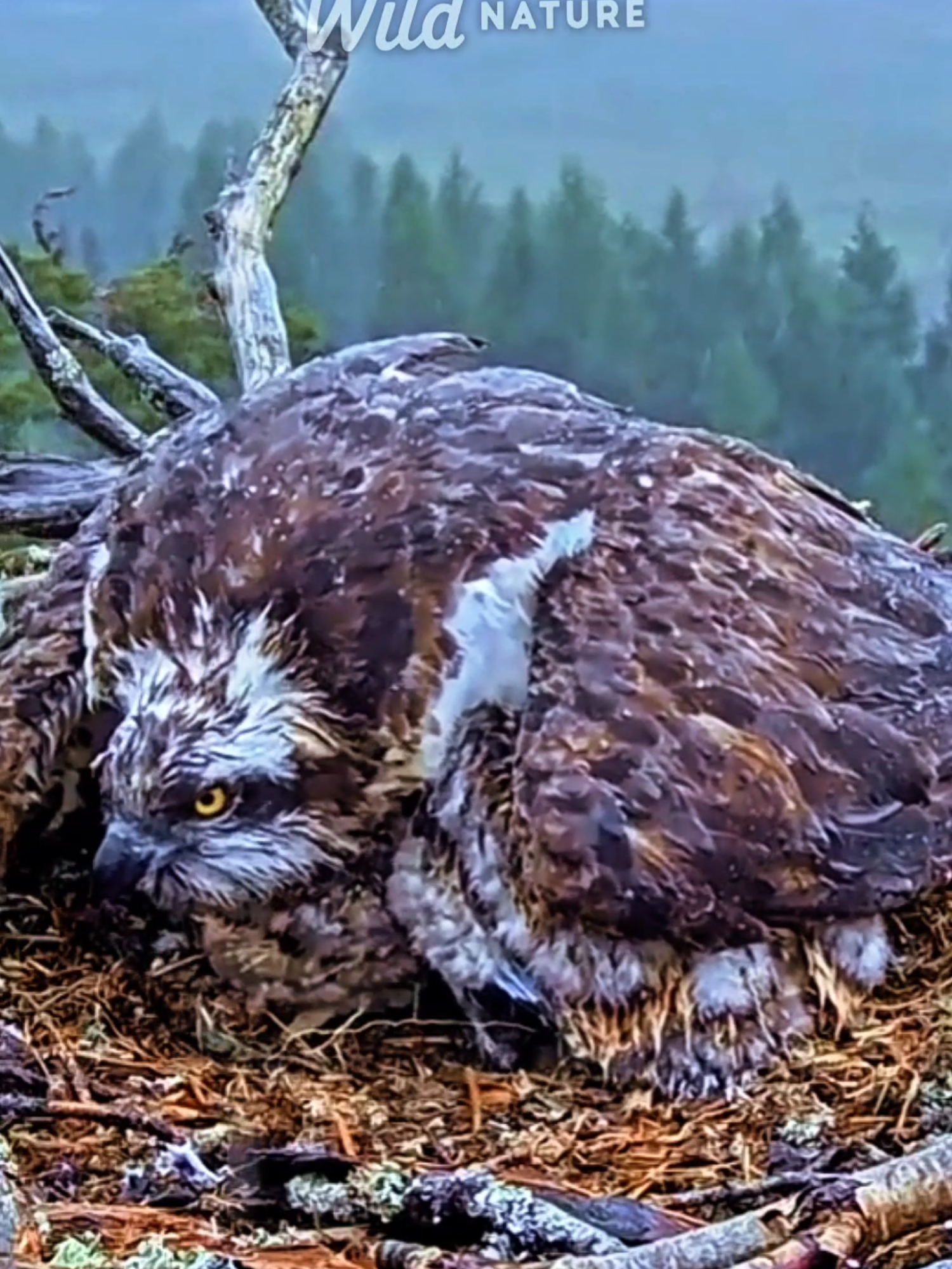 Kekuatan Cinta Ibu di Alam Liar: Induk Hewan Lindungi Anak dari Cuaca Ekstrem #indukhewan #cintaibu #alamliar #cuacaekstrem #pecintahewan #wildnature1610 Video Credit - BAOBAB & 森林八哥