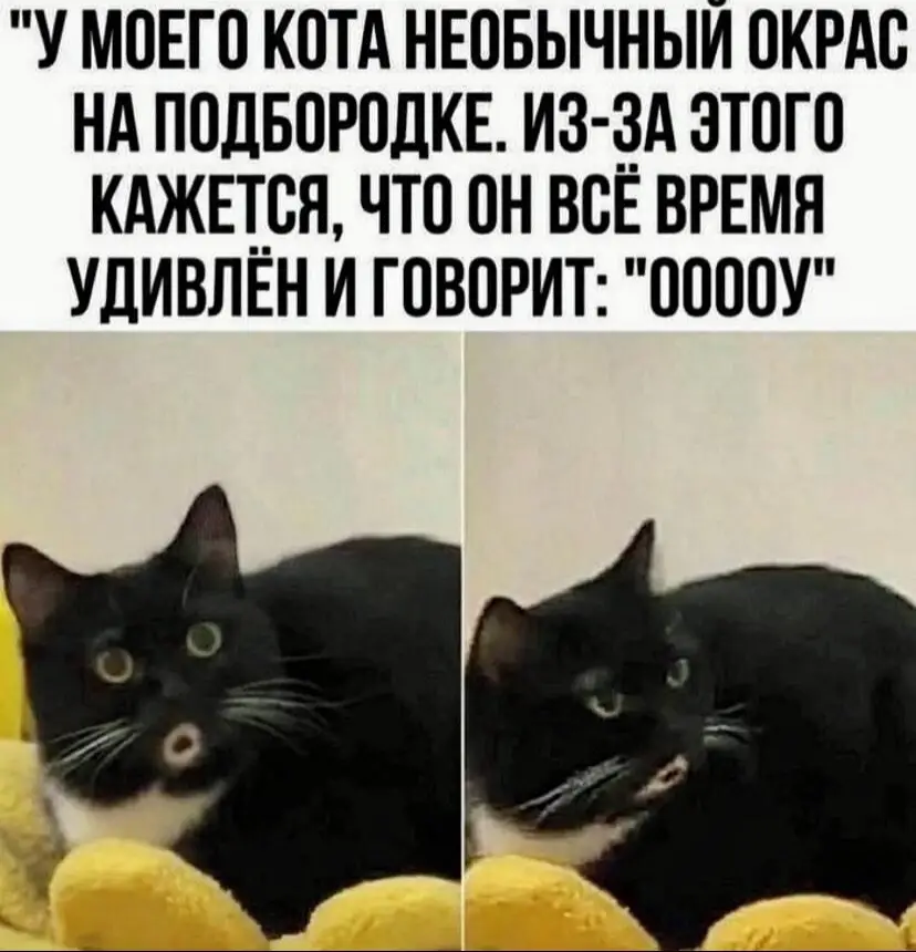 о да коты #recommendations #cats #kitty #dogs 